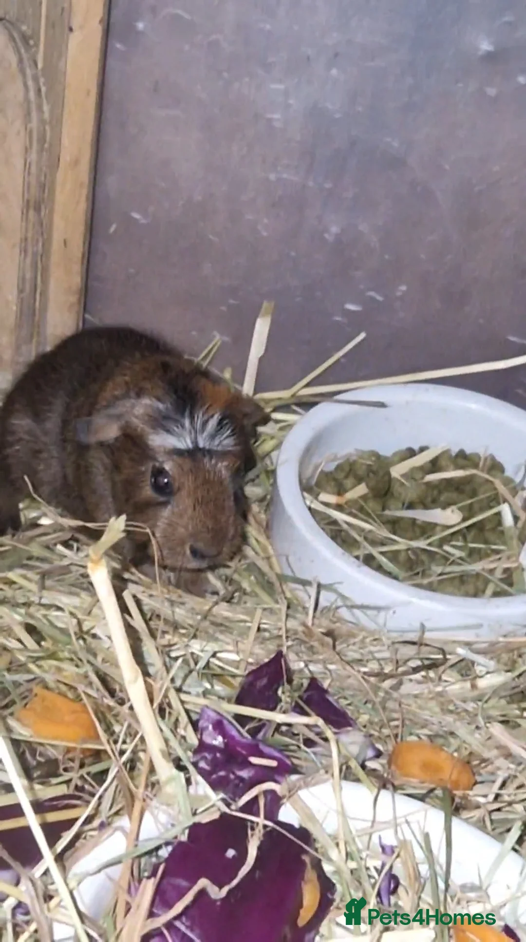Guinea Pig rodents for sale: Agouti breed & shelte breed / 22nd mar 26 - Advert 5