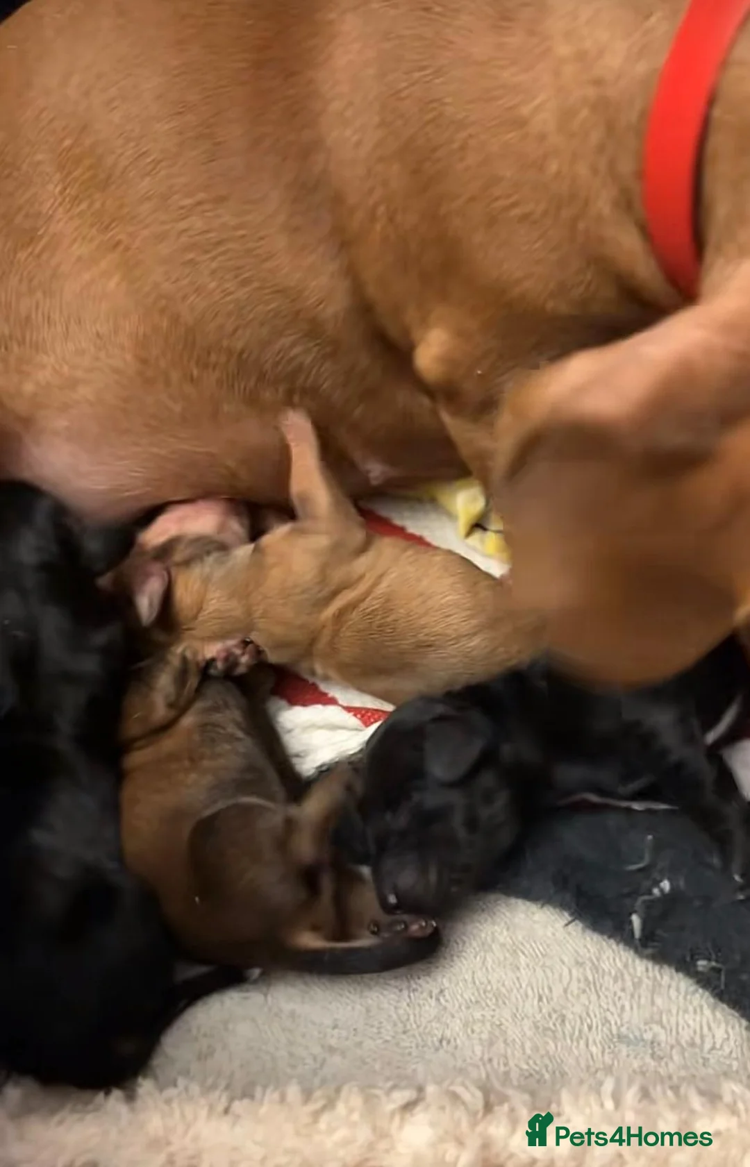 Miniature Dachshund dogs for sale: Miniature dachshund puppy's  in Glasgow - Advert 6