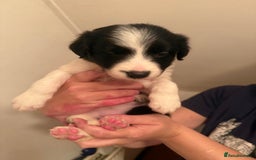 Border Collie dogs for sale: Border collie pups - Image 17
