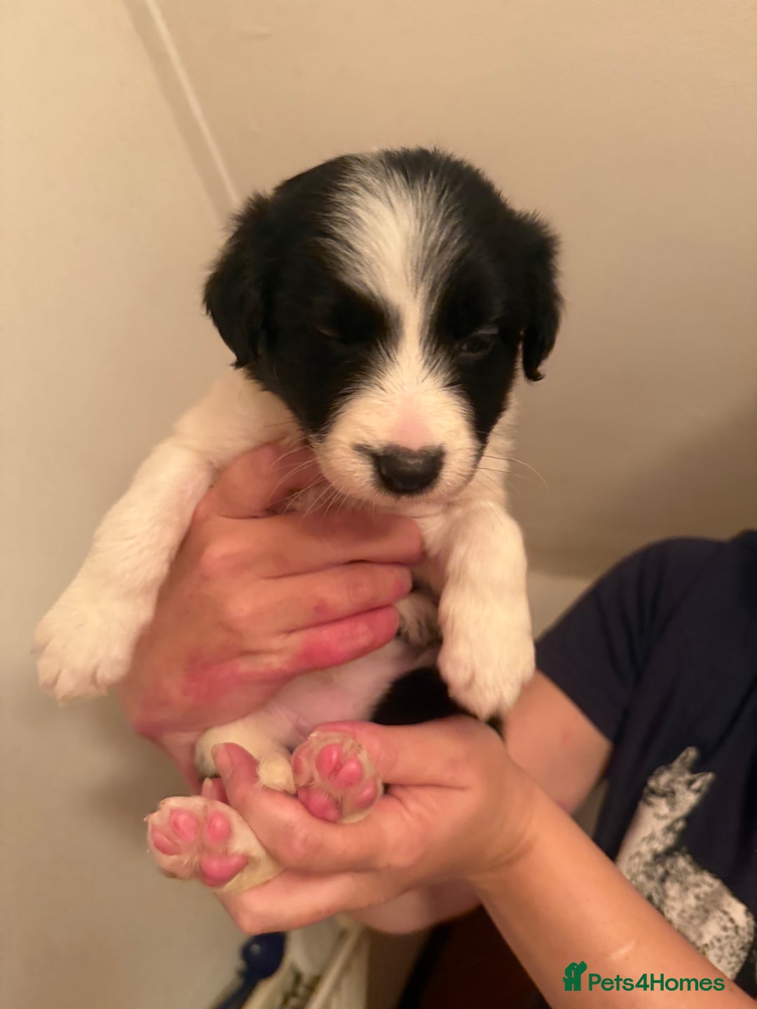 Border Collie dogs for sale: Border collie pups - Image 17