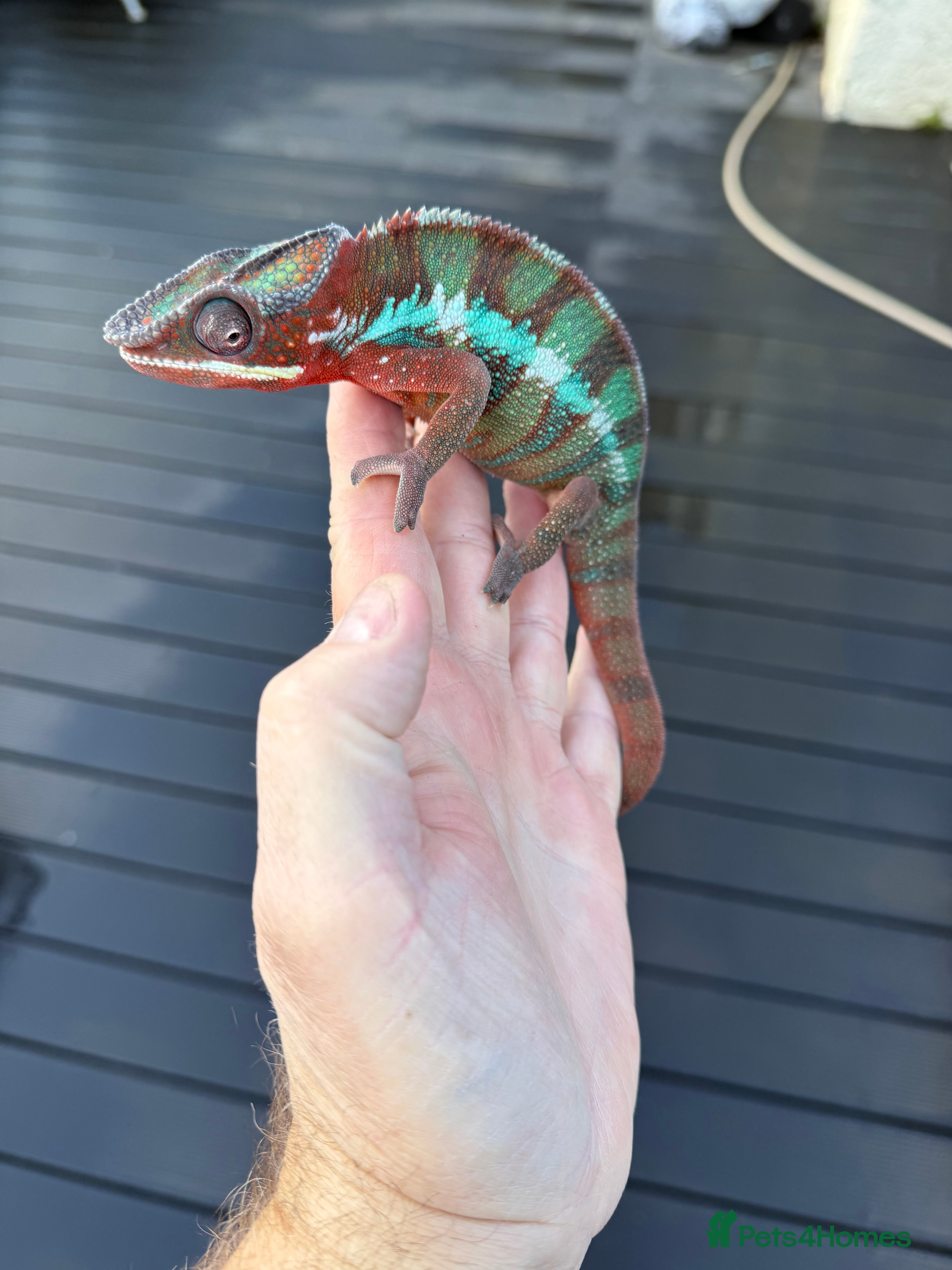 Chameleon reptiles Chameleons ambilobe - Advert 9