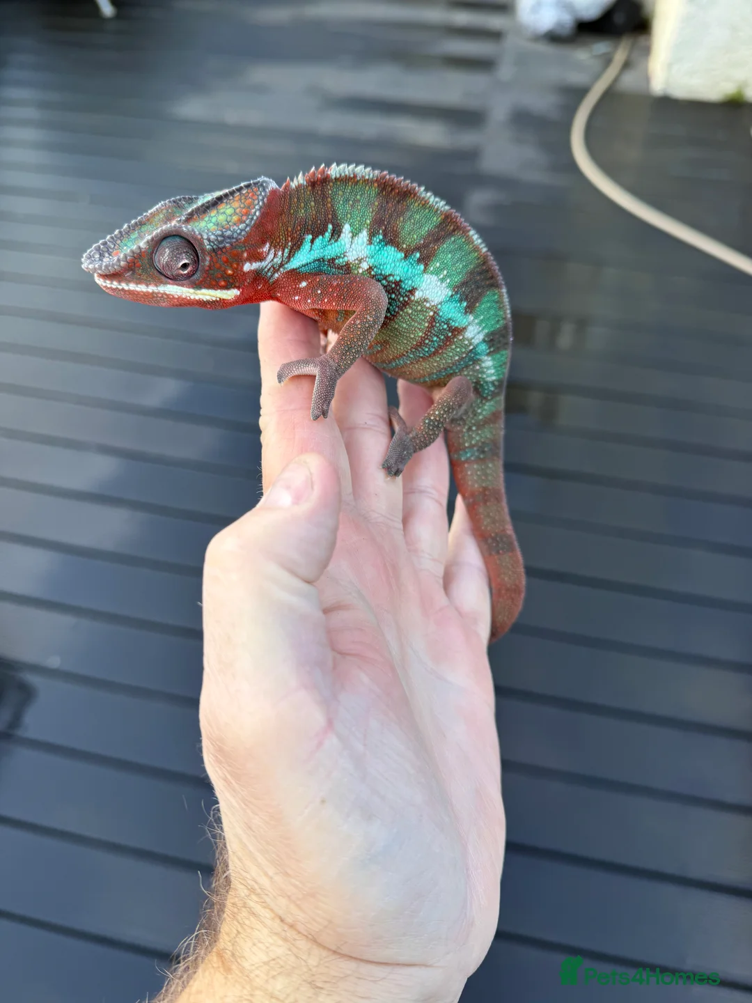 Chameleon reptiles for sale: Chameleons ambilobe - Advert 1