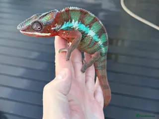 Chameleon reptiles Chameleons ambilobe - Advert 9