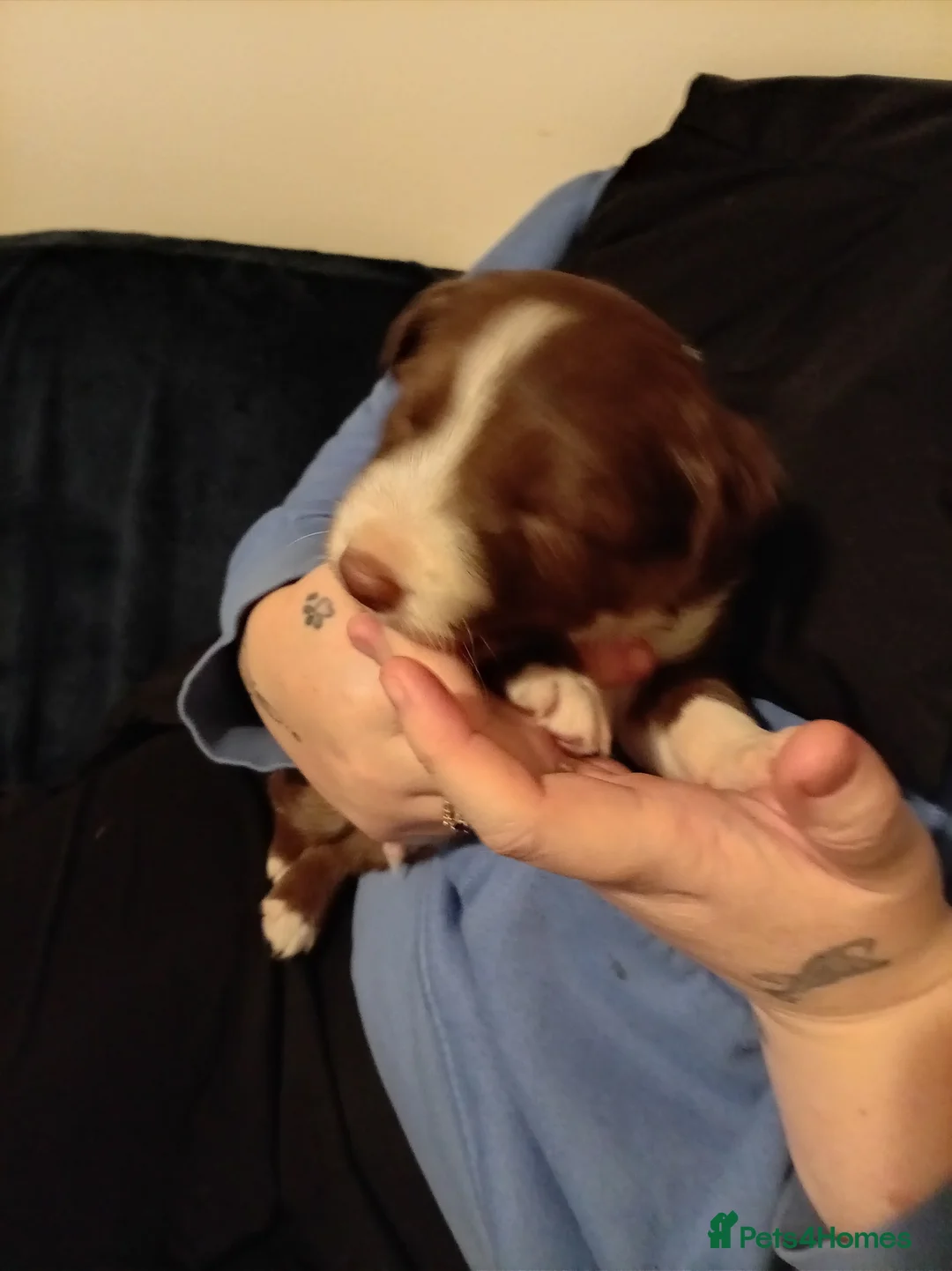 Welsh Collie dogs for sale: Tri colour Welsh sheepdog - Advert 5