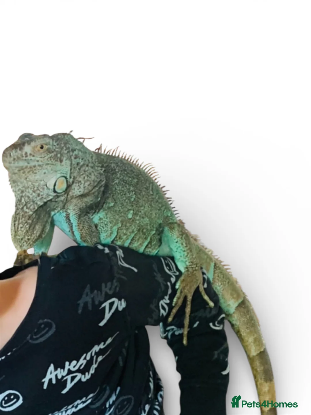 Iguana reptiles for sale: Blue Iguan - Advert 3