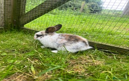 French Lop rabbits for sale: Beautiful Lop bunnies  - Image 2