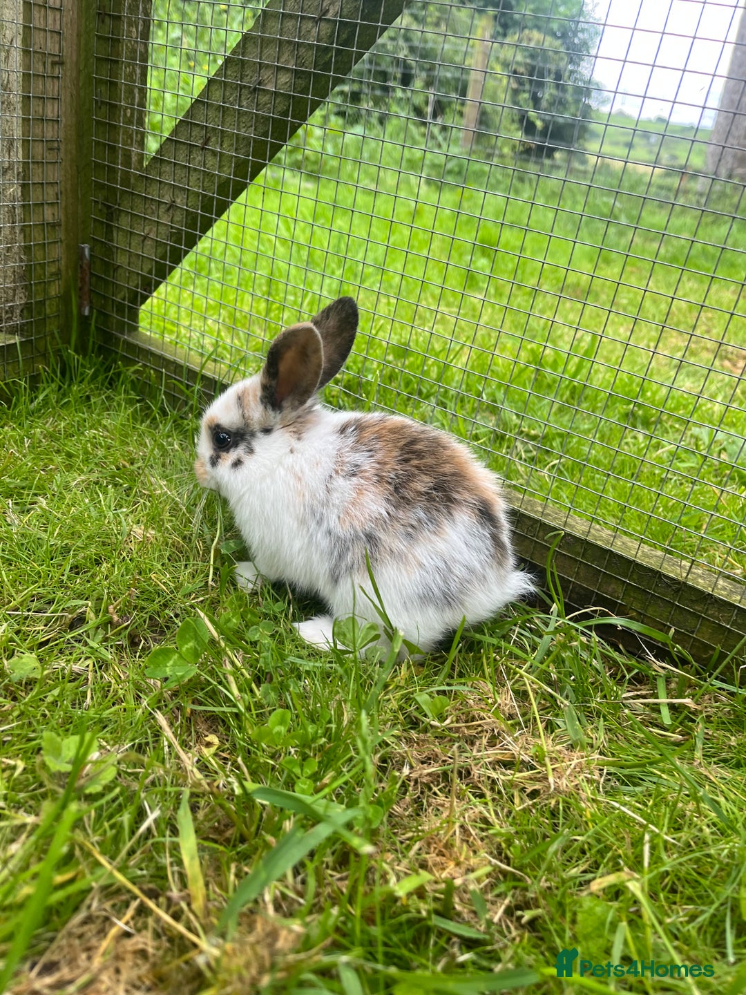French Lop rabbits for sale: Beautiful Lop bunnies  - Image 2