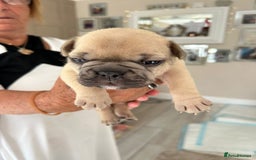 French Bulldog dogs for sale: French Bulldog puppies - Image 20