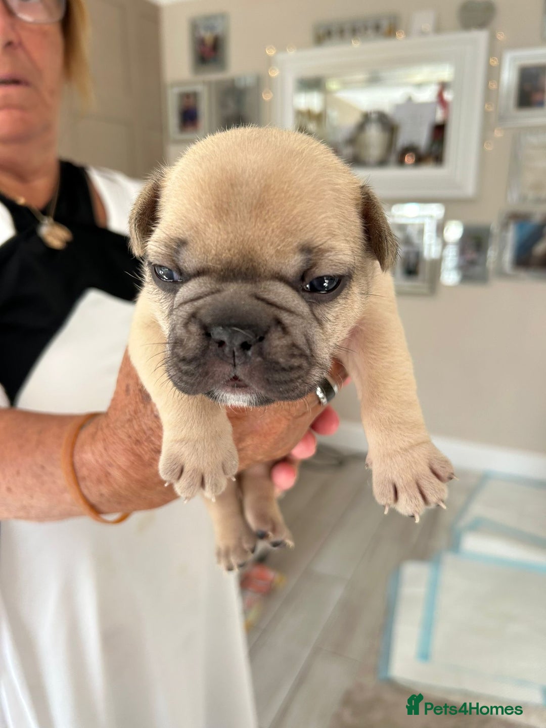 French Bulldog dogs for sale: French Bulldog puppies - Image 20