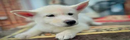 Siberian Husky dogs for sale: Beautiful puppies  - Advert 14