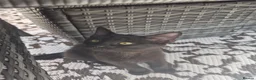 Mixed Breed cats for sale: 2 x Female kittens (ideally to go togther)  - Advert 4