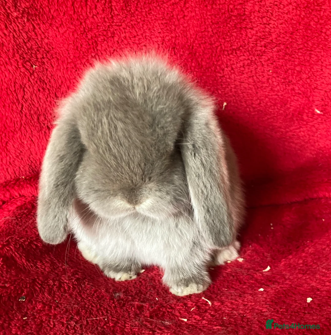 Mini Lop rabbits for sale: Adorable Pure Mini Lop Rabbits  - Advert 1