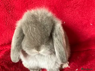 Mini Lop rabbits Adorable Pure Mini Lop Rabbits - Advert 3