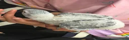 Parrots birds for sale: Young African greys closed rung with cities  in Leeds - Advert 14