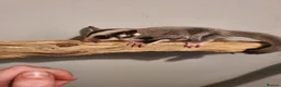 Sugar Glider rodents for sale: twin sugarglider boys. - Advert 4