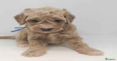 Cavapoo dogs - Advert 8