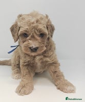 Cavapoo dogs - Advert 8
