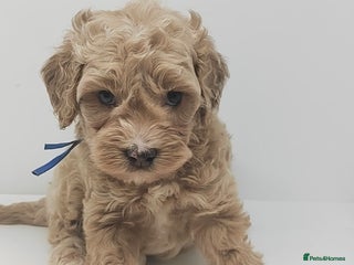 Cavapoo dogs - Advert 19