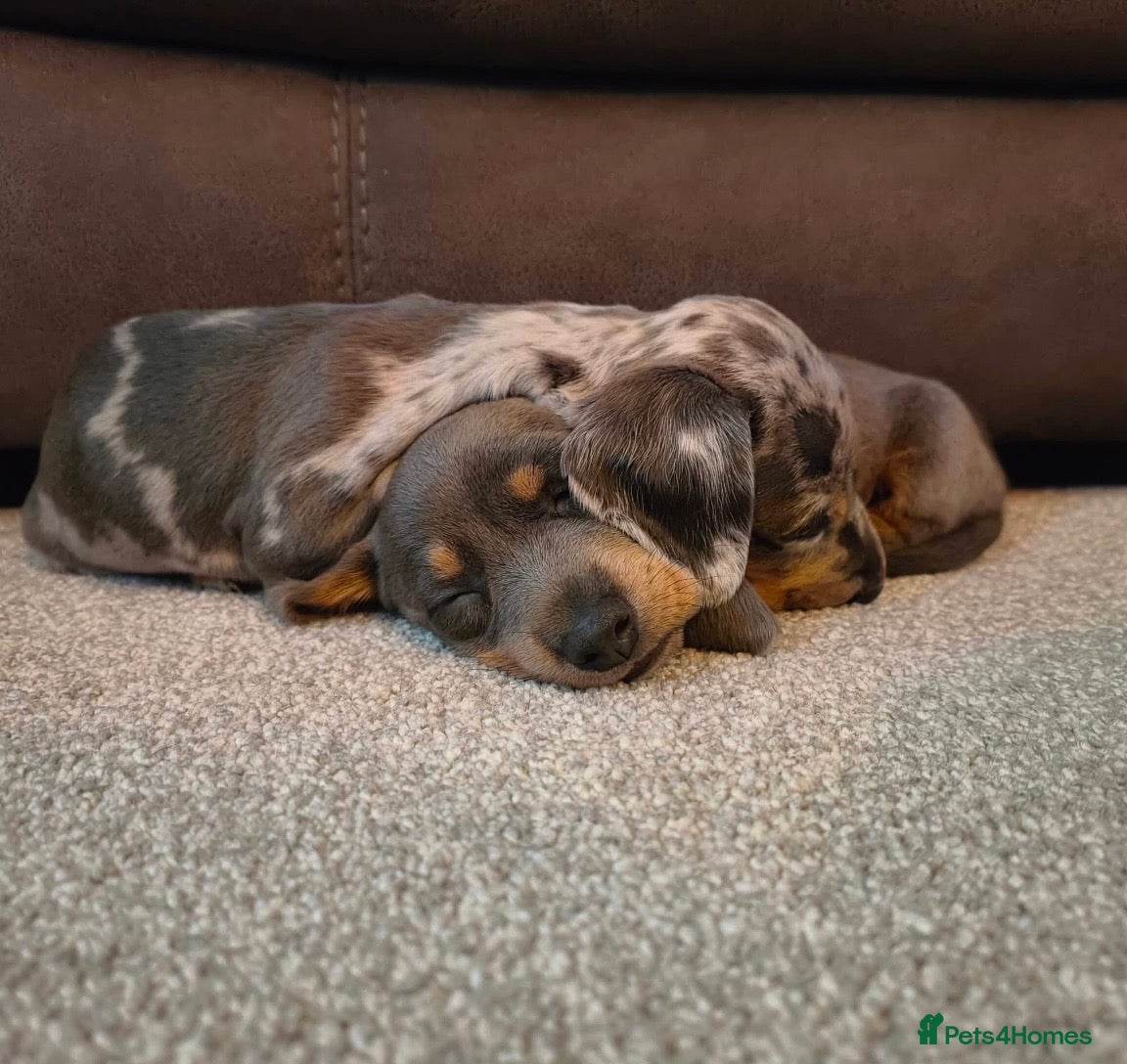 Dachshund dogs Dachshund puppies - Advert 3