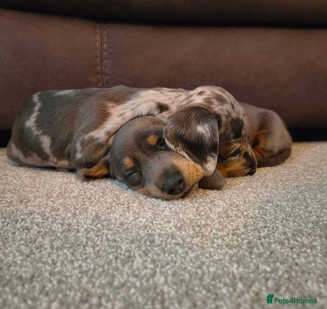 Dachshund dogs for sale: Dachshund puppies - Advert 1