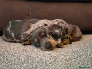 Dachshund dogs Dachshund puppies - Advert 6