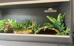 Python Snake reptiles for sale: Pied Royal python  - Image 4