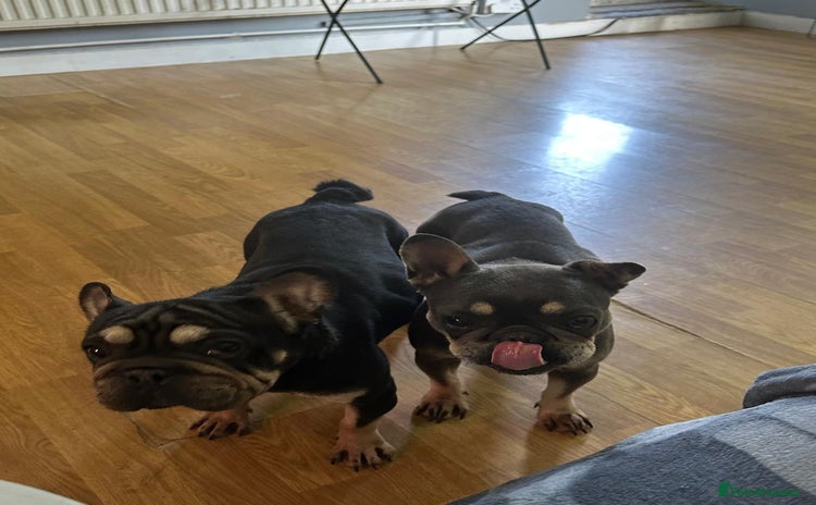 French Bulldog dogs - Advert 12