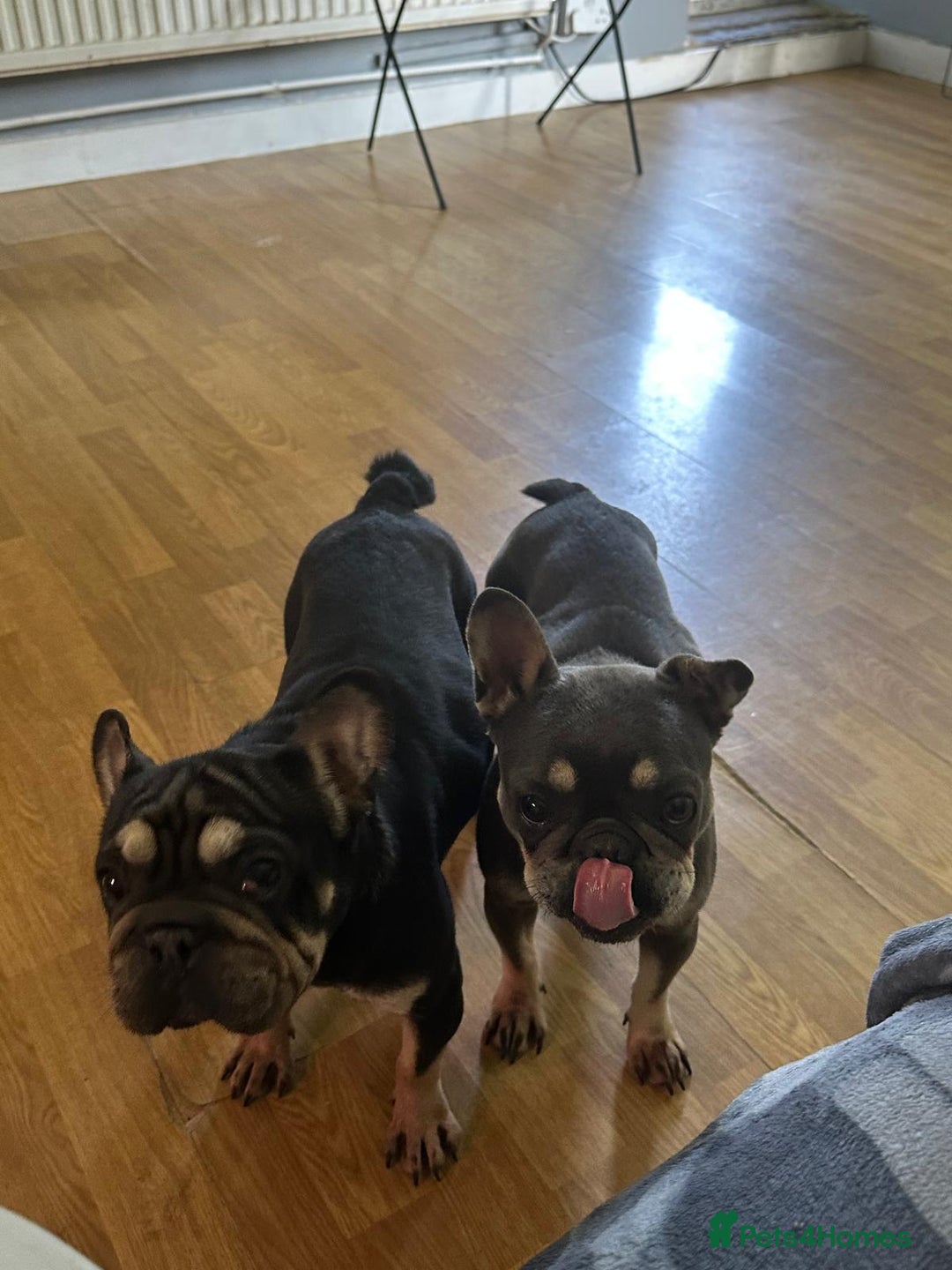 French Bulldog dogs for sale: Tilly & Talulah (NO charge) - Image 1