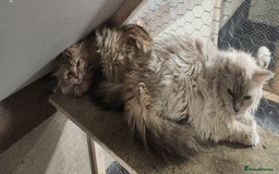Siberian cats for sale: Siberian queen for sale  - Image 4