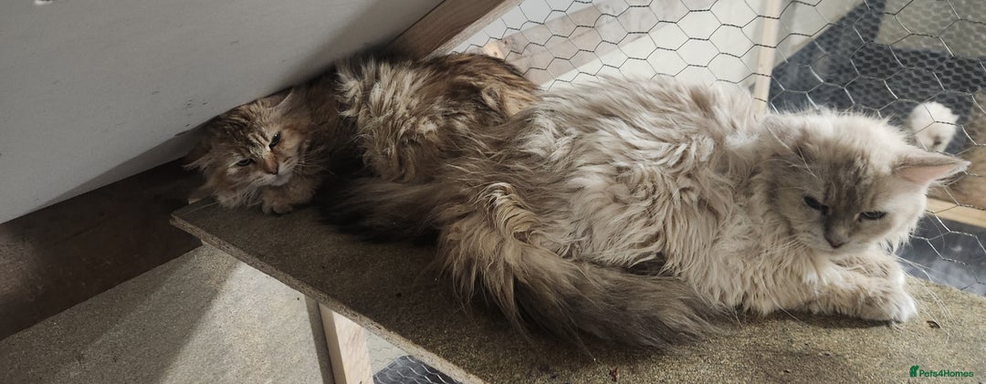 Siberian cats for sale: Siberian queen for sale  - Image 4