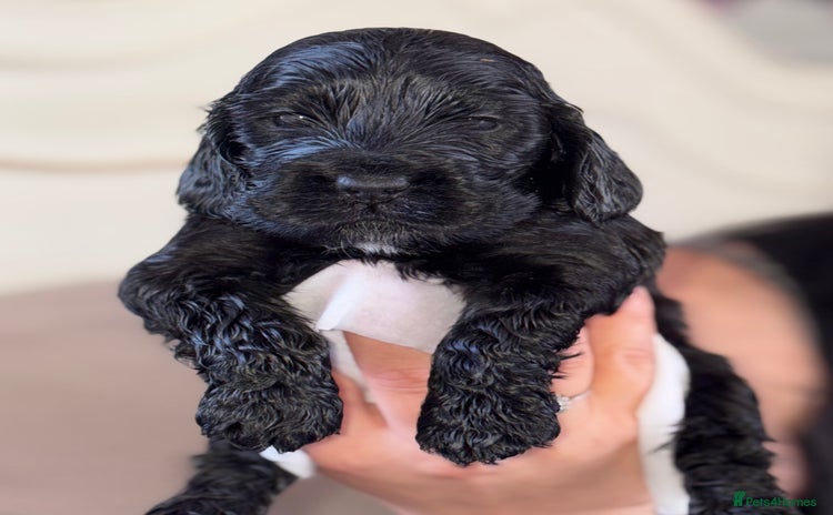 Cocker Spaniel dogs - Advert 3