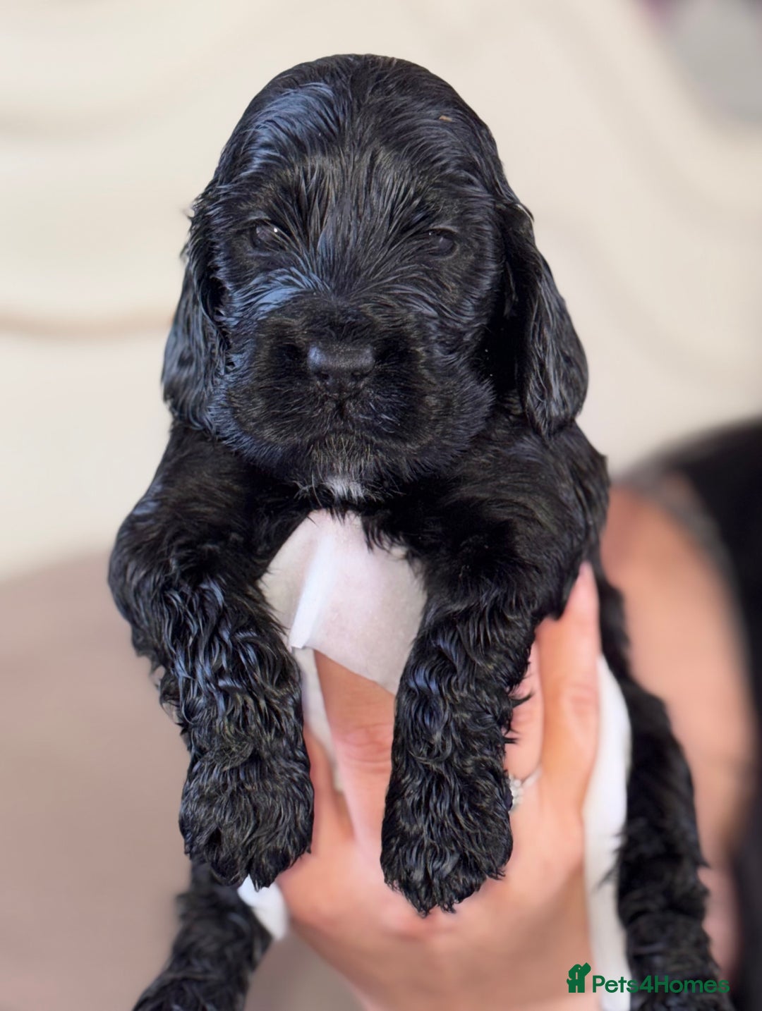 Cocker Spaniel dogs for sale: Health tested Champion parents show type male!!!  - Image 4