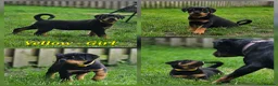 Rottweiler dogs for sale: Champion Bloodline German Rottweiler Puppies - Advert 23