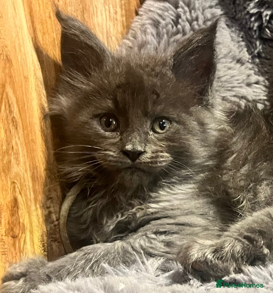 Maine Coon cats for sale: STUNNING MAINE COON KITTENS BLUE SMOKE (tica reg ) - Image 7