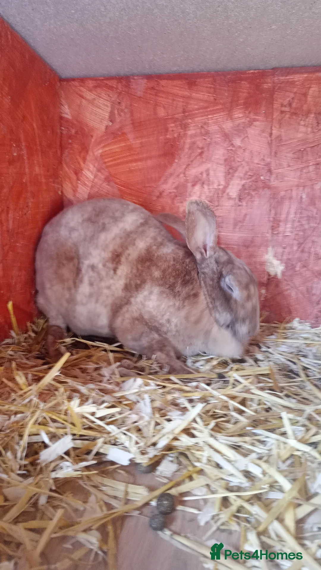 Rex rabbits for sale: Attractive Mini Rex Rabbits - Advert 1