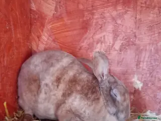 Rex rabbits Attractive Mini Rex Rabbits - Advert 5