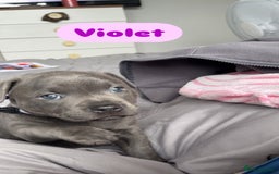Staffordshire Bull Terrier dogs for sale: 1 Female Blue Staffordshire Bull Terrier - Image 5
