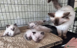 Ragdoll cats for sale: Loving Ragdoll Kittens  - Image 4