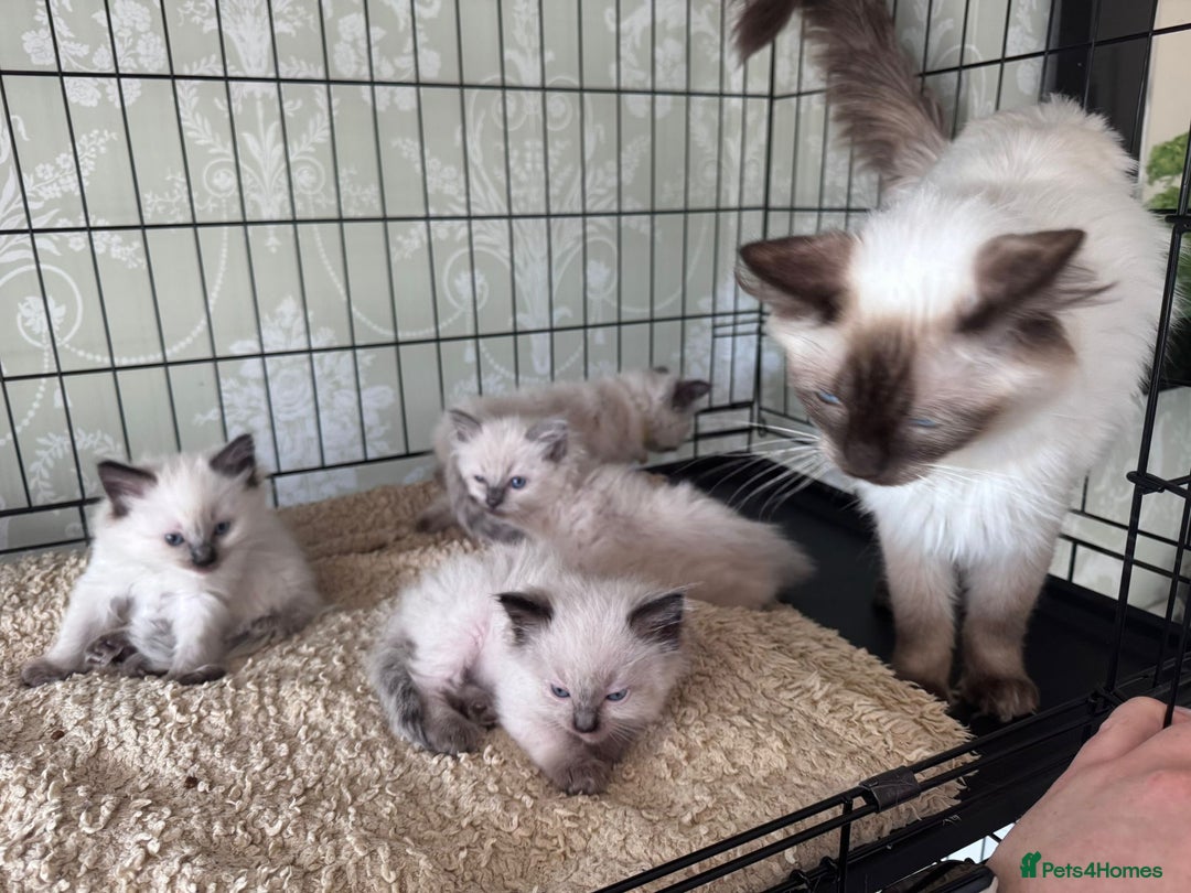 Ragdoll cats for sale: Loving Ragdoll Kittens  - Image 4