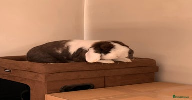 Mini Lop rabbits Male and female mini lops - Advert 12