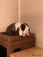 Mini Lop rabbits Male and female mini lops - Advert 12