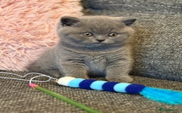 British Shorthair cats for sale: British Shorthair Male Kitten (GCCF) - Advert 15