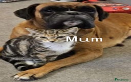 Boxer dogs for sale: Boxer puppies - Image 10