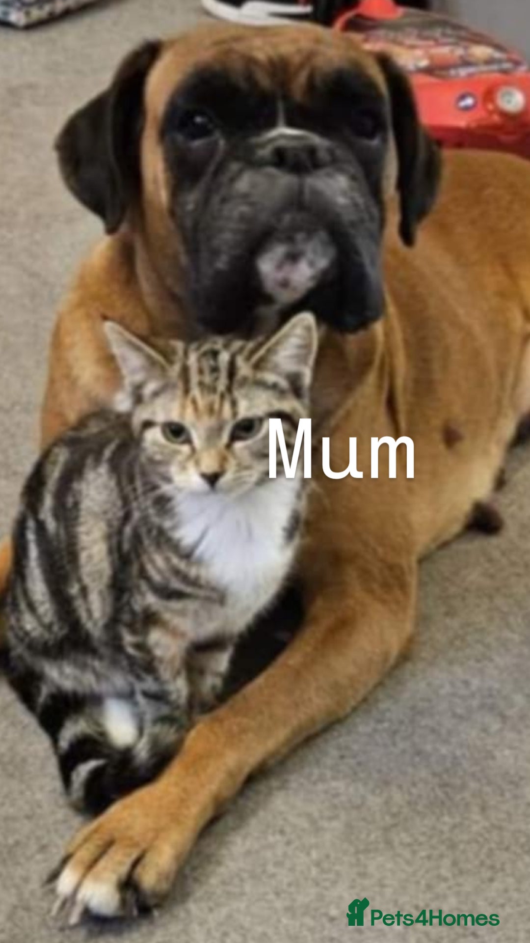 Boxer dogs for sale: Boxer puppies - Image 10