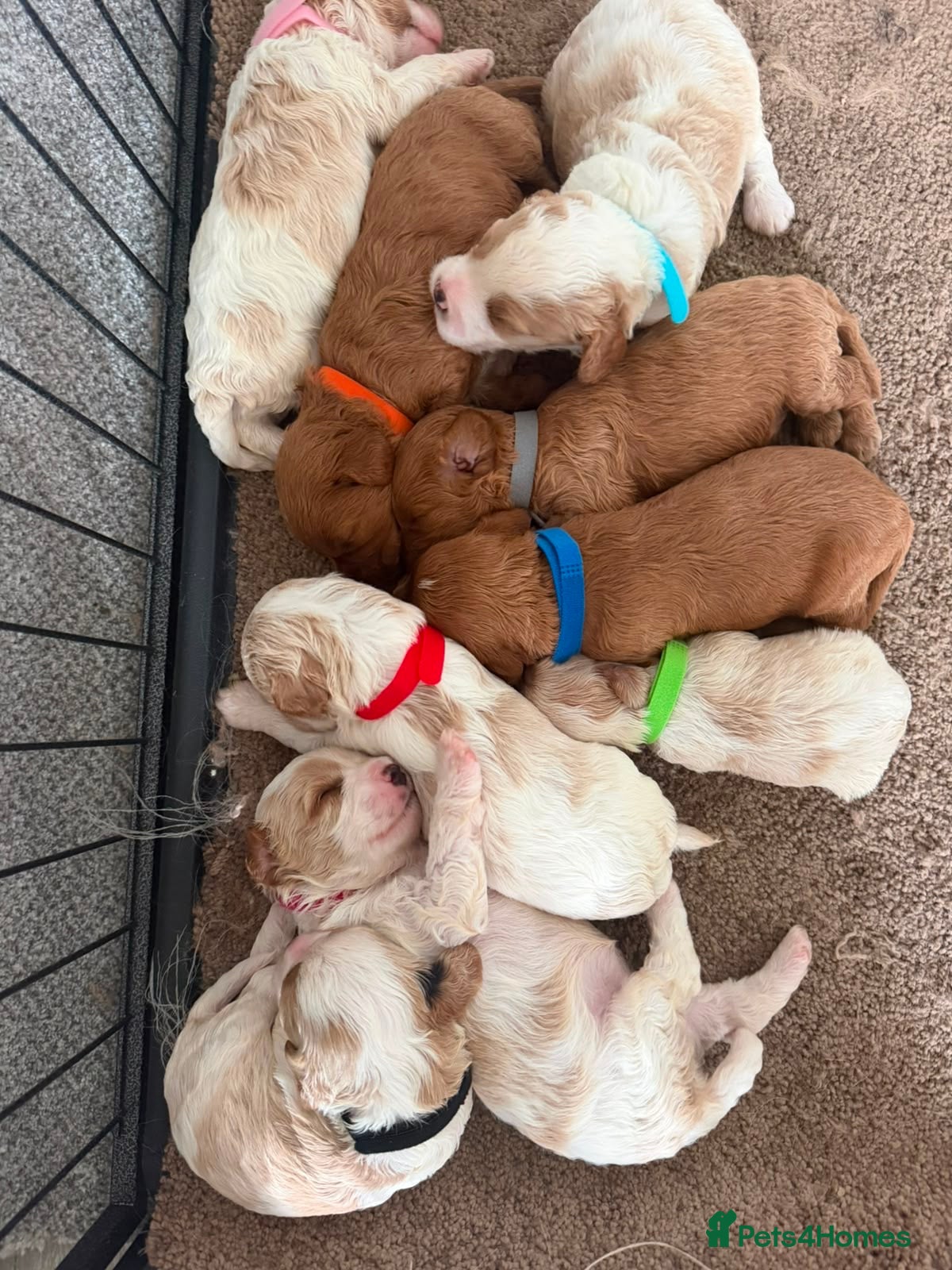 Cavapoo dogs Beautiful litter cavapoos  - Advert 2