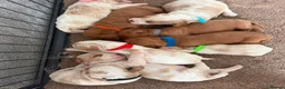 Cavapoo dogs for sale: Beautiful litter cavapoos  - Advert 2