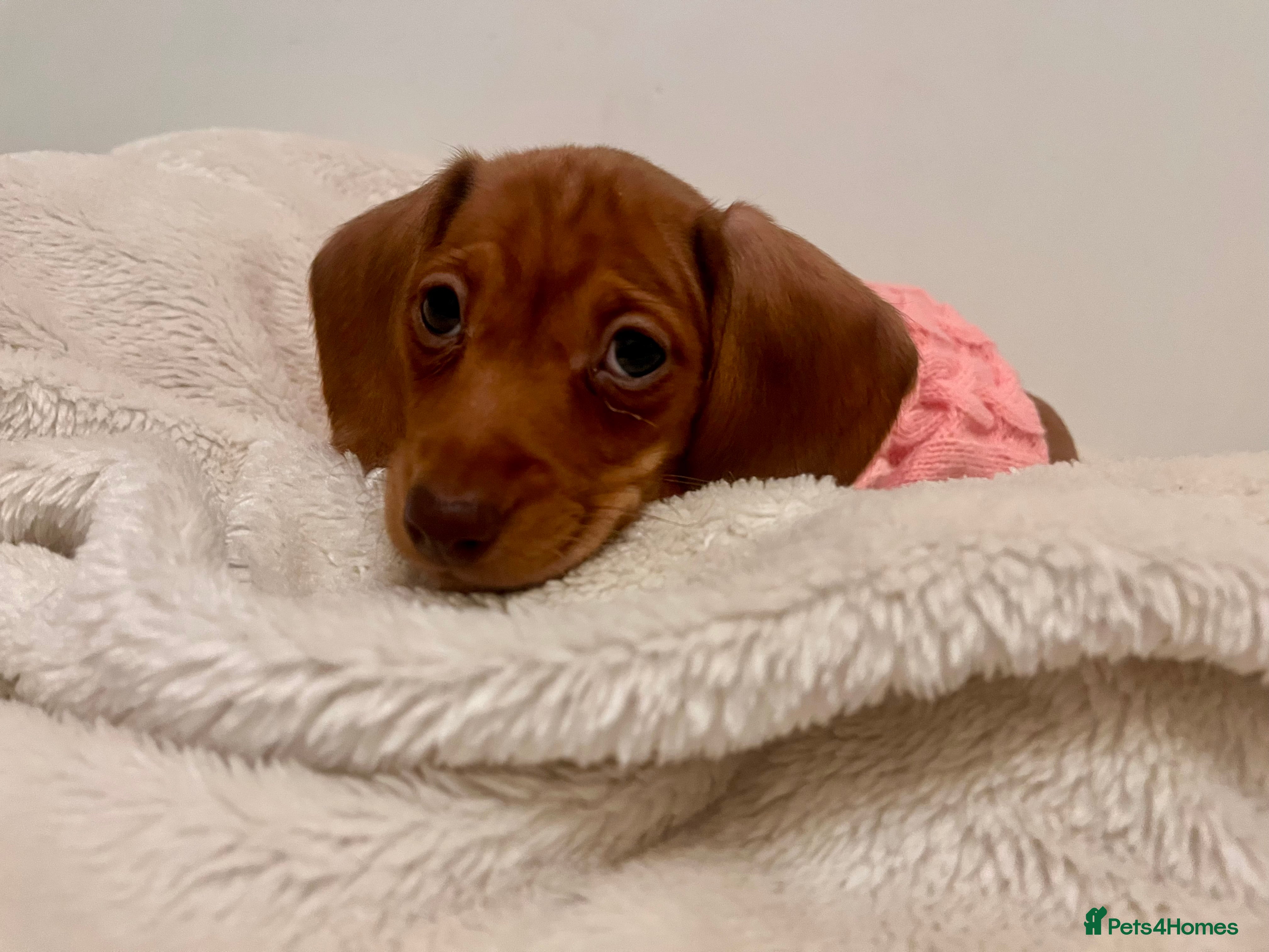 Miniature Dachshund dogs ❤️Ready to leave - Stunning Dachshund Female Pup  - Advert 5