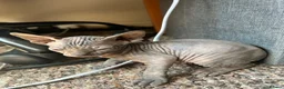 Sphynx cats for sale: 5 Canadian Sphynx kittens for sale - Advert 16