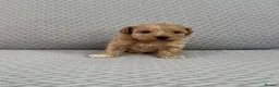 Maltipoo dogs for sale: Beautiful Maltipoochon puppies  - Advert 6