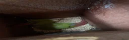Conures birds for sale: pairs conure - Advert 1